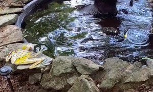 Bear Cub Plays in Fountain at Rental