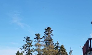 Crow Buzzes Around Bald Eagle