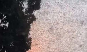 Mayflies Infest Lake House