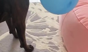 Doggo Plays Keep Away with Balloon