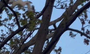Rare White Squirrel Chased by Bird