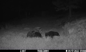 Black Bear Pulls Apart Archery Target