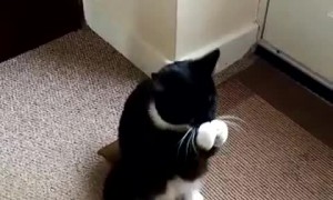 Ceasar the Praying Cat