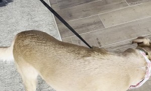 Sadie the Puppy Takes Sunny for a Walk Around the House