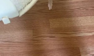 Toddler Lays Cat in Baby Swing