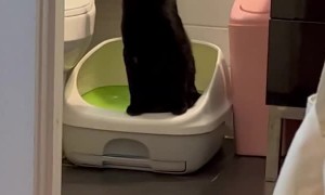 Goblin’s First Experience with Cat Nip