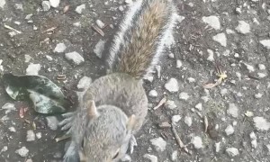 Adorable Baby Squirrel
