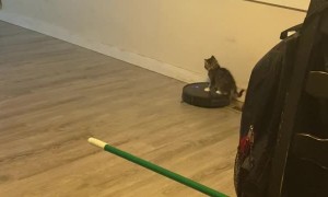 Kitten Takes a Ride on Roomba