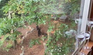 Cooked Bacon Attracts Mama Bear and Cubs