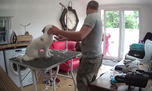 Girl Runs Straight Into Sliding Glass Door