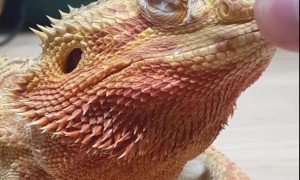 Helping my Bearded Dragon with Tremors Shed