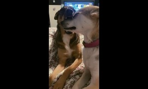 Trusting Pup Gets Face Massaged