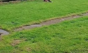 Neighbor Plays With Dog Through Fence