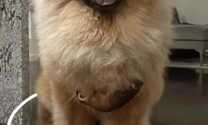 Pup Makes Friends with Baby Possum