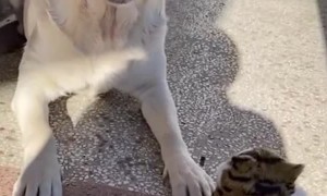 When the Toy Talks Back