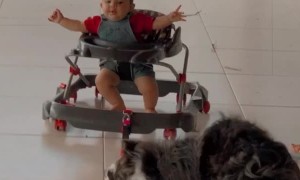 Pup Pulls Little Guy with Leash