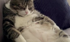 Jax the Cat's Current Couch Comfort Level: 3,649,781