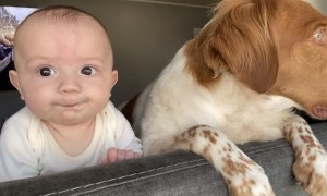 Dog and Baby Look Out Window Together