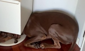 Guilty Dog Tries to Hide