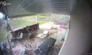 Father and Daughter Almost Get Crushed by Tree