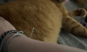 Cat Licks the Air While Get Scratches