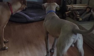 Dogs Try to Bite at Sunbeam