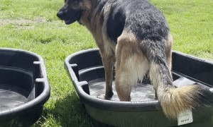 German Shepherd Splashes in Tub of Water