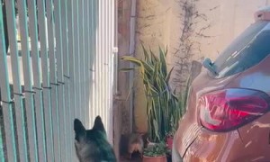 Dogs Have Unique Personalities