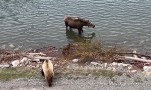 Mother Moose Chases off Grizzly Bear