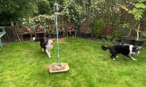 Border Collies Play Tetherball