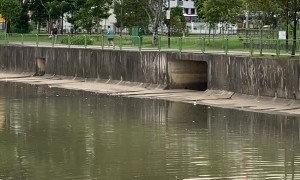 Bird Dives Into Water to Find Its Food