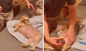 Dog eagerly jumps onto bed to get his blood sugar checked