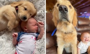 Baby & puppy share precious moments together