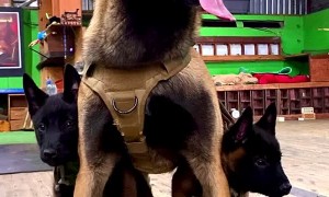 Tactical Puppy Holder