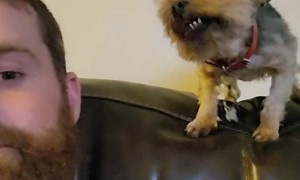 Dog Gives Weird Kisses