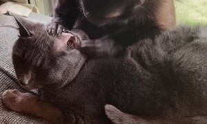 Kitty Gets Groomed by Monkey