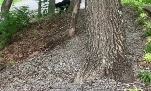 Black Bear Jumps into Car and Eats Cake