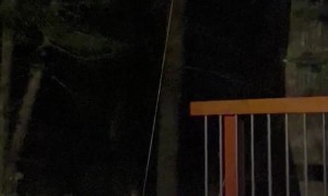 Black Bear Tries to Get Bird Seed Tied to Rope