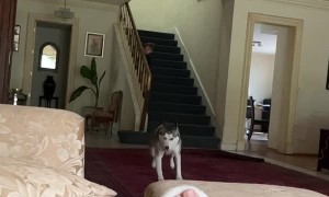 Husky Jumps on Couch
