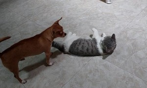 Dog Attempts to Sit on Cat Friend