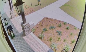 Our Duck is a Menace