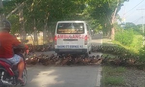 Massive Flock of Ducks Crosses Road