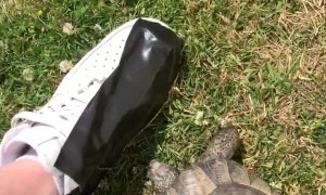 Tommy Shellby the Tortoise vs Black Tape