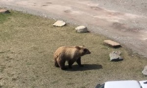 Newborn Moose Taken By Grizzly Bear