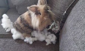 Bad Bunny Ruins Couch Cushion
