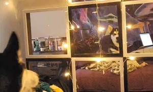 Kona the Smart Husky Barks to Brighten Lights