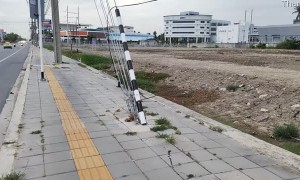 Monitor Lizard Crosses Busy Street