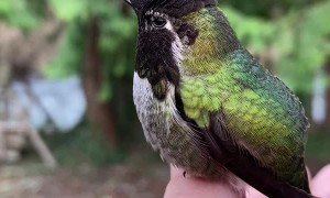 Hummingbird Showcases Reflective Feather Color Changes