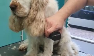 Dog Nods Off During Grooming