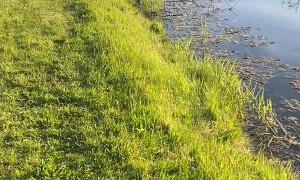 Fox Rescued From Pond